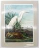 Picture of Original Water Color Paintings By John James Audubon For Birds Of America